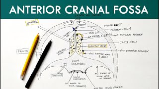 Head amp Neck Anatomy  Cranial Nerves  INBDE [upl. by Annavahs378]