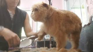 How to groom a Brussels Griffon [upl. by Joanna]