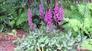 Growing Perennials Astilbe [upl. by Bach386]