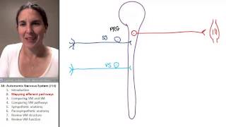 Autonomic Nervous System 2 Mapping Efferent Pathways [upl. by Ahsaeyt]