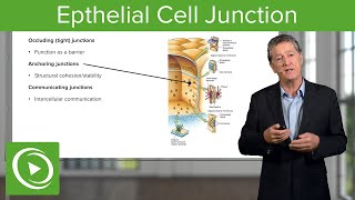 Eptihelial Cell Junctions – Histology  Lecturio [upl. by Azmuh783]