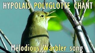 HYPOLAIS POLYGLOTTE  CHANT  Mélodious Warbler [upl. by Annawal162]