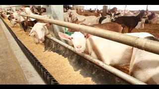 Ontario Goat Dairy Farm Tour [upl. by Laven48]