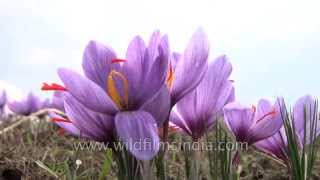 Cultivated Crocus sativus flowers stamens yield saffron when dried [upl. by Adriano]