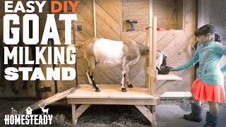 How To Build a Goat Milking Stand EASY DIY [upl. by Ninehc]