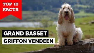 Grand Basset Griffon Vendeen  Top 10 Facts [upl. by Sana]