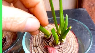 ReGrow multiple ONIONS from a LEFTOVER piece of ONION [upl. by Alimhaj]