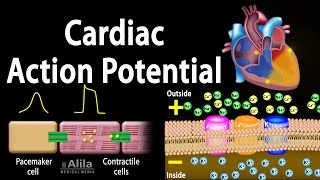 Cardiac Action Potential Animation [upl. by Iolanthe]