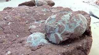 Chinese boy discovers dinosaur eggs on river bank in Chinas Heyuan [upl. by Durstin76]