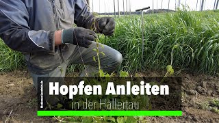 Hopfen Anleiten Andrehen in der Hallertau [upl. by Adnamor]