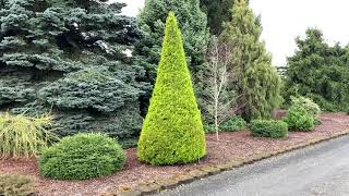 Cupressus macrocarpa Donard Gold Golden Monterey Cypress April 2 2020 [upl. by Gianina]