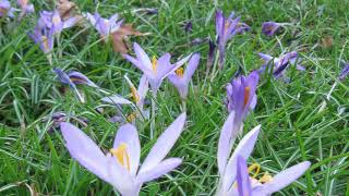 Crocus Lawn [upl. by Gone]