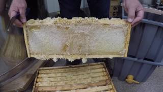 Extracting Honey The Basics [upl. by Damiano]