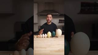 I Cooked the World’s CRAZIEST Eggs [upl. by Levina942]