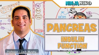 Endocrinology  Pancreas Insulin Function [upl. by Bigford477]