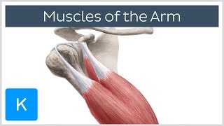 Muscles of the arm  Origin Insertion amp Innervation  Human Anatomy  Kenhub [upl. by Hama]