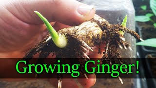 How To Grow Ginger  The Definitive Guide [upl. by Yonah]