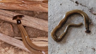 Hammerhead Flatworms Are Gross and Bad [upl. by Eva]