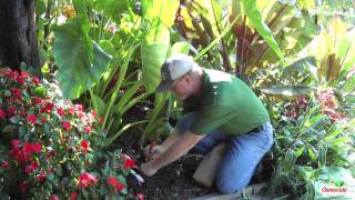 How To Divide And Replant Fall Crocuses [upl. by Henning]