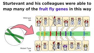 Gene Linkage and Genetic Maps [upl. by Rocky]