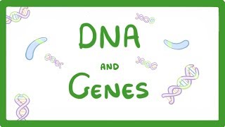 GCSE Biology  DNA Part 1  Genes and the Genome 63 [upl. by Ridinger]