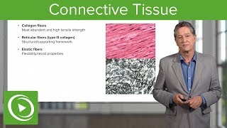 Connective Tissue – Histology  Lecturio [upl. by Alomeda]