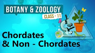 Chordates amp Non  Chordates  Kingdom Animalia  Biology Class 11 [upl. by Erminia]