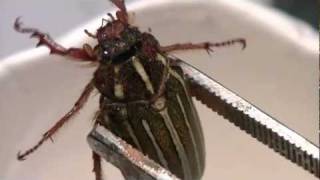 TenLined June Beetle [upl. by Glogau]