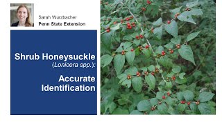 Shrub Honeysuckle Accurate Identification [upl. by Varien]