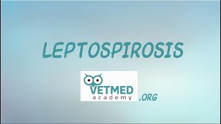 Introduction to Leptospirosis [upl. by Niwrad397]