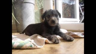 Bedlington Whippet Puppy [upl. by Biron]