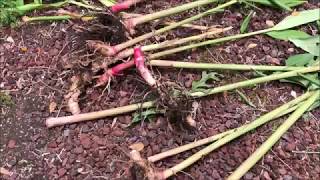 Growing WHITE GINGER LILY  Hedychium Coronarium [upl. by Natsuj]