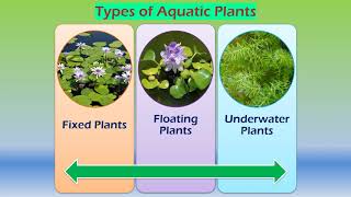 Adaptations in aquatic plants [upl. by Pall]