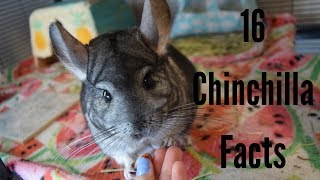 16 Cool Chinchilla Facts [upl. by Attiuqal]