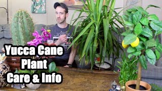 Caring for a Yucca Cane Plant [upl. by Frodina]