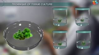 Tissue Culture [upl. by Berny]