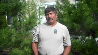 How to Fertilize Evergreen Trees [upl. by Cody]