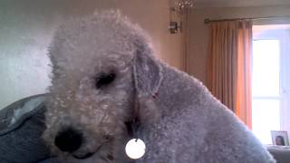 Bedlington Terrier Barking [upl. by Abernathy]