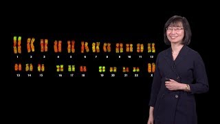 Jeannie Lee Harvard 1  X Chromosome Inactivation Making and Breaking the Silence [upl. by Nonnerb]