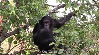 How similar are chimpanzees and humans [upl. by Lindi707]