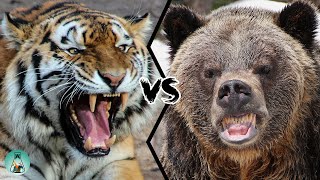 SIBERIAN TIGER VS GRIZZLY BEAR  Which is the strongest [upl. by Llerrahs]