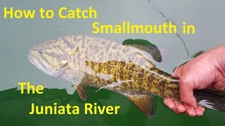 How to Catch Smallmouth Bass Juniata River near Susquehanna [upl. by Adnim]