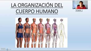 La organización del cuerpo humano [upl. by Adnaram]