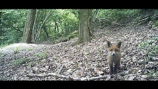 Renards  pris au quotpiège VIDEOquot   Bushnell TrophyCam [upl. by Nosnej]