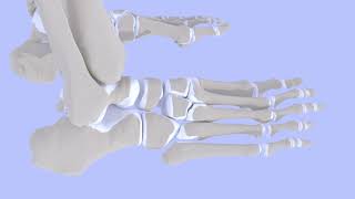 5th Metatarsal Base Fractures [upl. by Allan394]