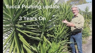 Yucca Pruning  3 years on [upl. by Nojad]