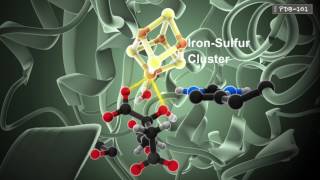 How Enzymes Work from PDB101 [upl. by Conan51]