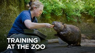 Why Train Animals at the Oregon Zoo [upl. by Zaria]