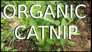 Organic Catnip Harvest Dry and Process for Cats [upl. by Norton]