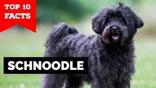 Schnoodle  Top 10 Facts [upl. by Ytiak]